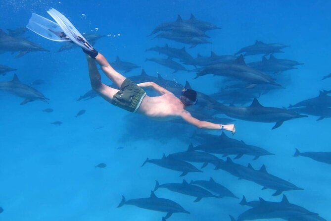 Dolphin House Snorkeling Trip & Water Sport With Lunch - Hurghada - Key Points Before You Book