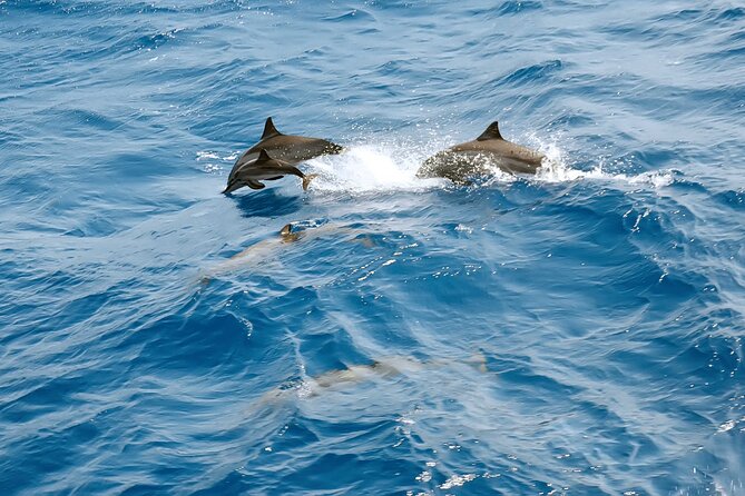 Dolphin House Snorkeling Trip & Water Sports with Lunch -Hurghada - Who should book this Hurghada boat trip?