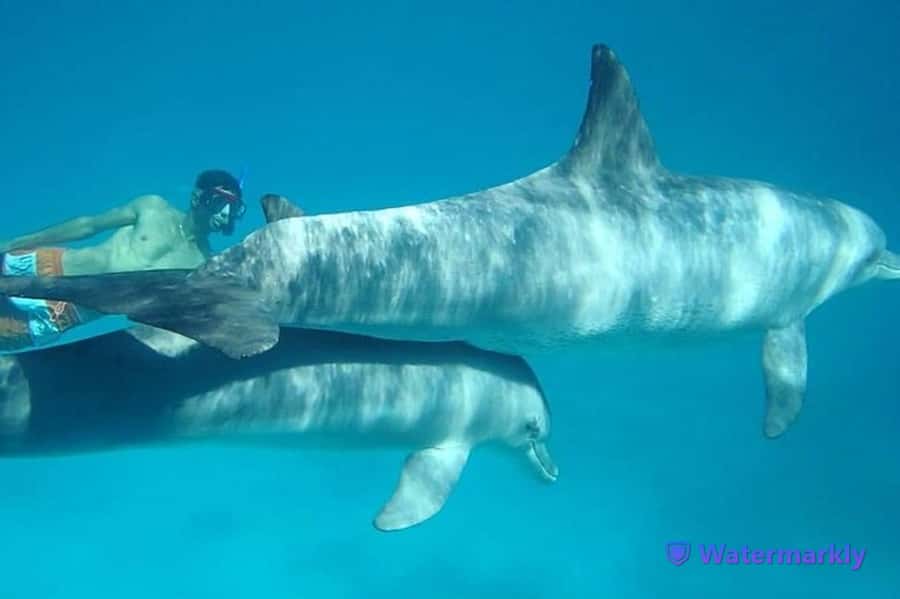 Dolphin house snorkeling trip - Reaching the Red Sea by boat