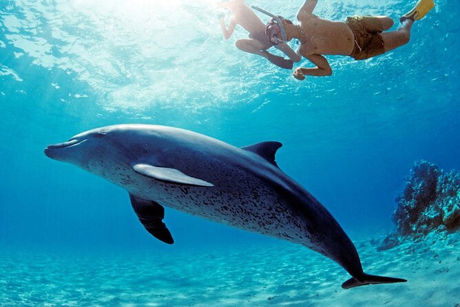 Dolphin House Snorkeling,Water Sports, Lunch & Transfer- Hurghada - Key points at a glance