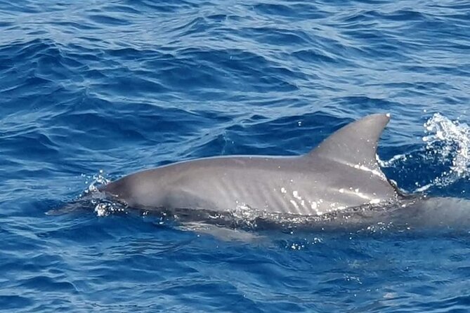 Dolphin House Snorkeling,Water Sports, Lunch & Transfer- Hurghada - Water Sports With a Speed Boat