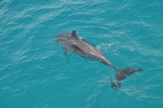 Dolphin House with Snorkeling in Hurghada - The price looks strong, with a few catches