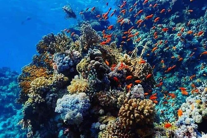 Dolphin House with Snorkeling in Hurghada - Lunch and drinks between the swims