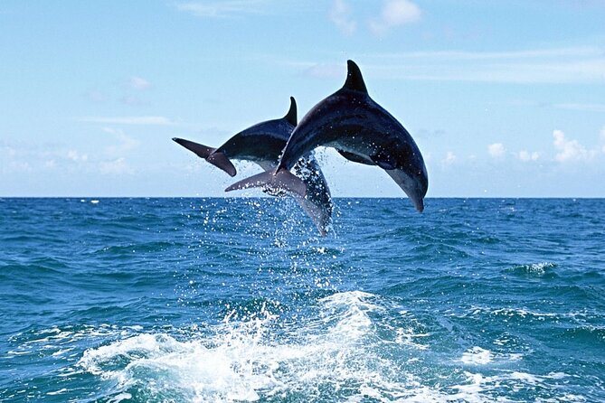 Dolphin Island Boat Trip – Swim, Sun & Lunch Included - From the Manavgat River to the Mediterranean