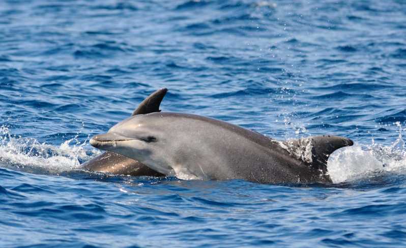 Dolphin Kayak Safari at Sunset at Golfo Aranci - Key points to know before you paddle
