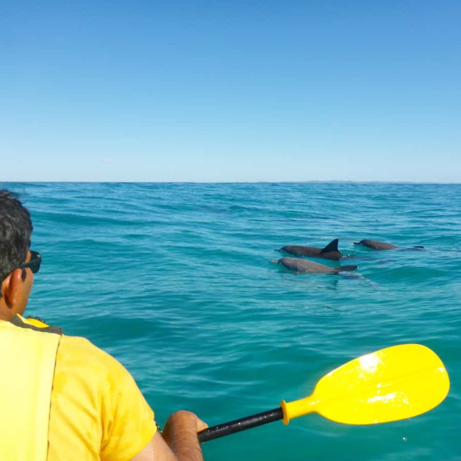 Dolphin Kayak Tour & Beach 4X4 National Park Tour (Private) - Key things to know before booking