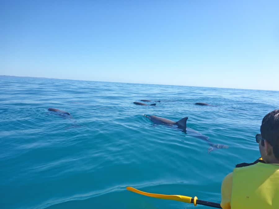 Dolphin Kayak Tour & Beach 4X4 National Park Tour (Private) - From Noosa to Teewah Beach in a private 4X4