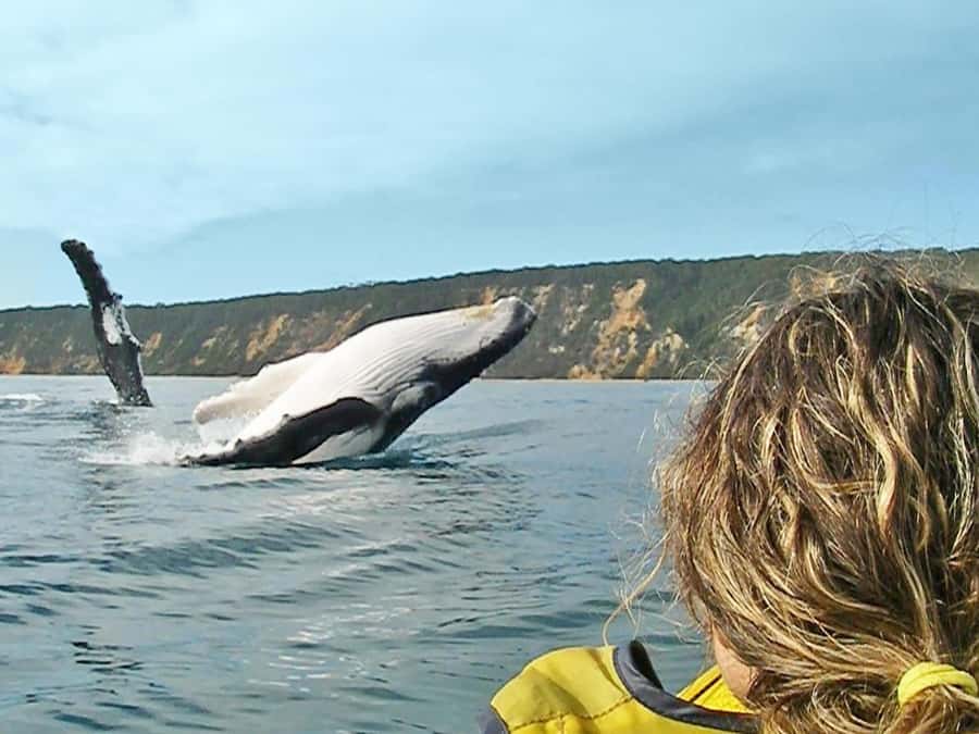 Dolphin Kayak Tour & Beach 4X4 National Park Tour (Private) - Choosing between kayaking, surfing, and SUP