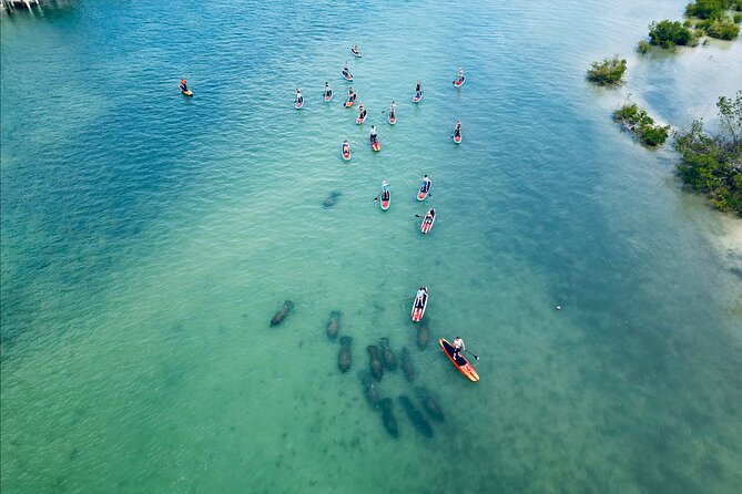 Dolphin, Manatee and Sea Turtle Adventure Tour of Bonita Springs - Key points to know before booking