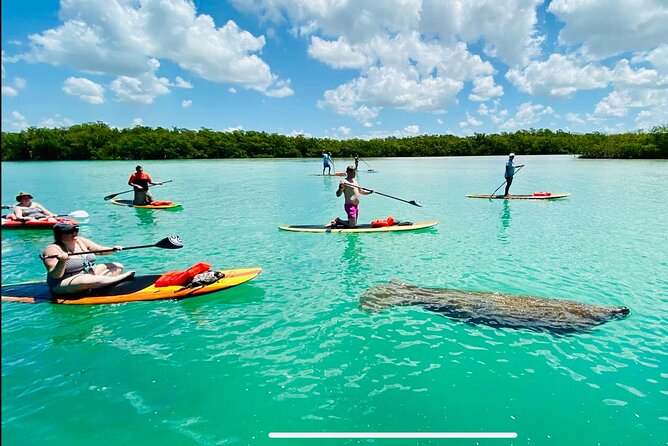 Dolphin, Manatee and Sea Turtle Adventure Tour of Bonita Springs - Starting at 26082 Hickory Boulevard in Bonita Springs