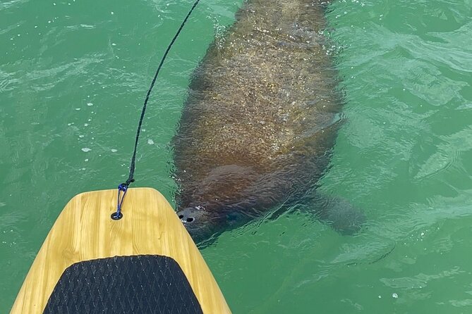 Dolphin, Manatee and Sea Turtle Adventure Tour of Bonita Springs - What $65 gets you
