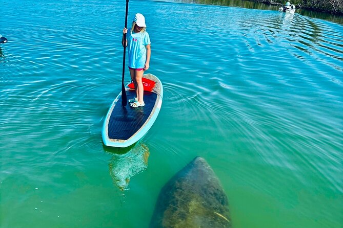 Dolphin, Manatee and Sea Turtle Adventure Tour of Bonita Springs - Paddling the mangroves and quiet inlet