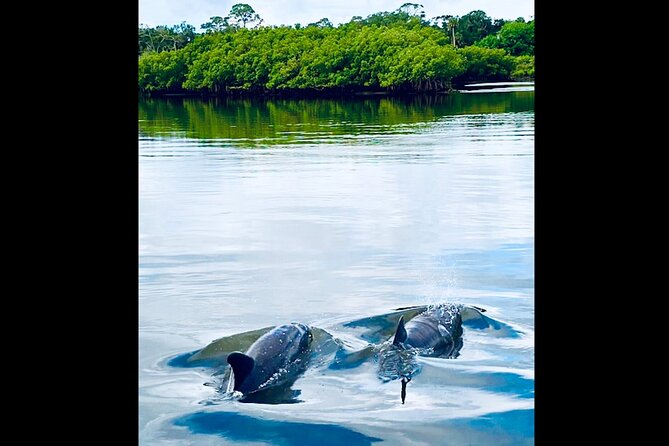 Dolphin, Manatee and Sea Turtle Kayak Adventure - Kayak or paddleboard?