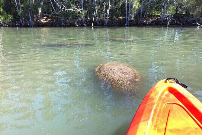 Dolphin & Manatee Kayaking Tour in Orlando Area - A quiet route through the Indian River