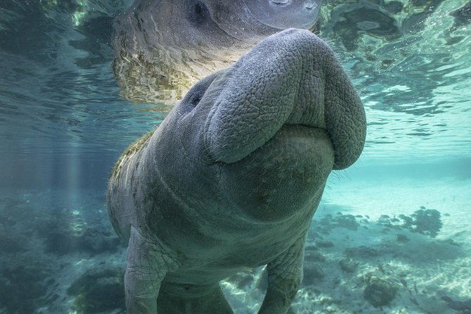 Dolphin & Manatee Kayaking Tour in Orlando Area - Meeting the manatees in their warm-water coves