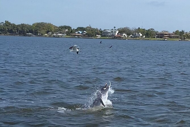 Dolphin/Manatee Pontoon Boat Tour with Local Expert - What this Cocoa Beach boat tour is really like