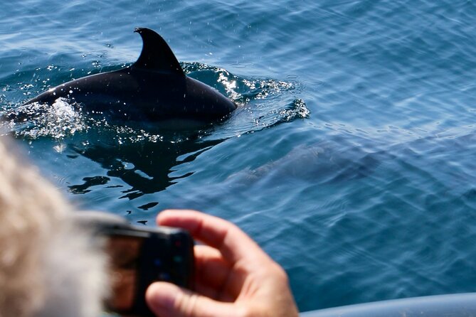 Dolphin Observation Boat Tour from Sesimbra - Key points to know before you book