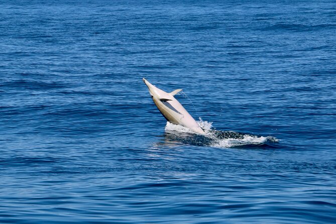 Dolphin Observation Boat Tour from Sesimbra - The $72.25 price: fair if you value the full outing