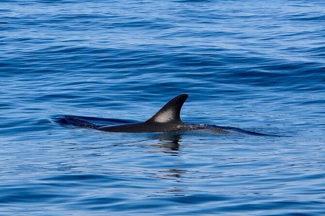 Dolphin Observation Boat Tour from Sesimbra - Weather and cancellations deserve attention