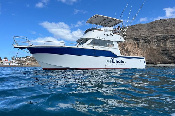 Dolphin Observation In A Small Group On A Silent Hybrid Boat - Key points before you book