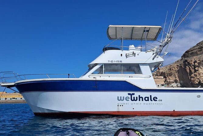Dolphin Observation In A Small Group On A Silent Hybrid Boat - Why the hybrid boat matters off Gran Canaria