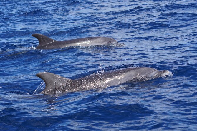 Dolphin Observation In A Small Group On A Silent Hybrid Boat - Paula and Víctor give the outing its purpose