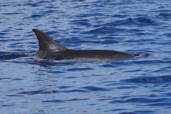 Dolphin Observation In A Small Group On A Silent Hybrid Boat - What the three-hour itinerary feels like