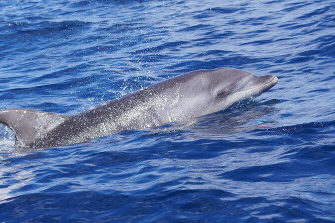 Dolphin Observation In A Small Group On A Silent Hybrid Boat - Snacks, drinks, and what the price covers