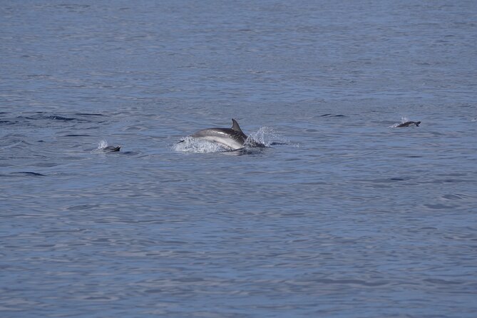 Dolphin Observation In A Small Group On A Silent Hybrid Boat - Who will enjoy this trip most