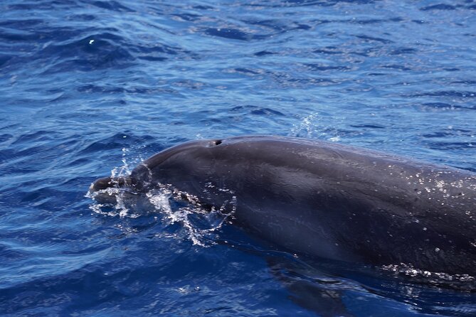 Dolphin Observation In A Small Group On A Silent Hybrid Boat - Weather, cancellations, and planning advice