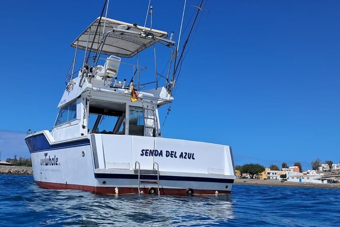 Dolphin Observation In A Small Group On A Silent Hybrid Boat - Leaving Pasito Blanco Marina