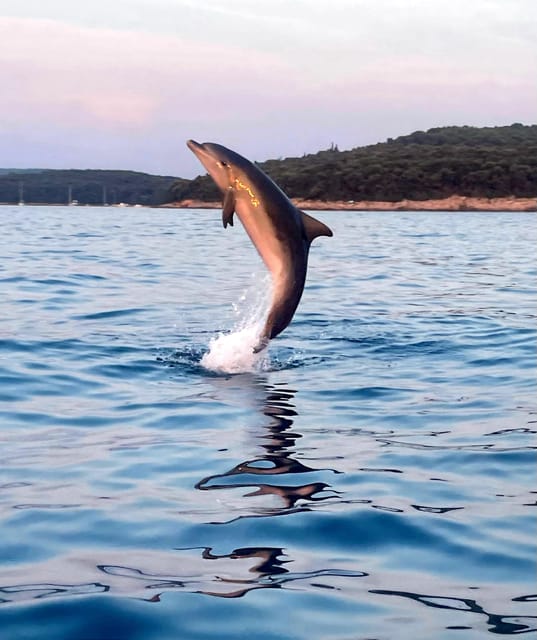 Dolphin private sunset tour Rovinj - Key points to know before booking