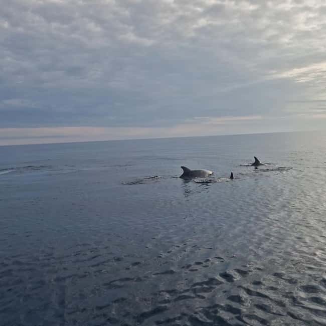 Dolphin private sunset tour Rovinj - Leaving Rovinj by speedboat