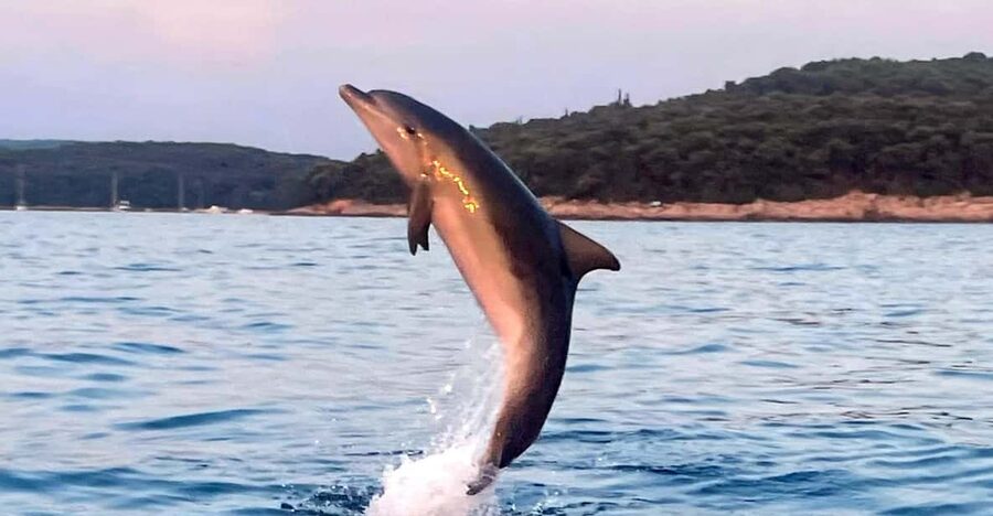 Dolphin private sunset tour Rovinj - Returning to Rovinj at sunset
