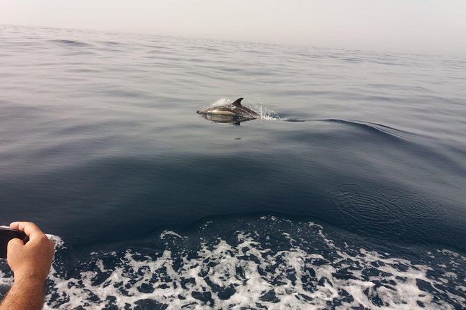 Dolphin Route - Key Points to Know Before You Go