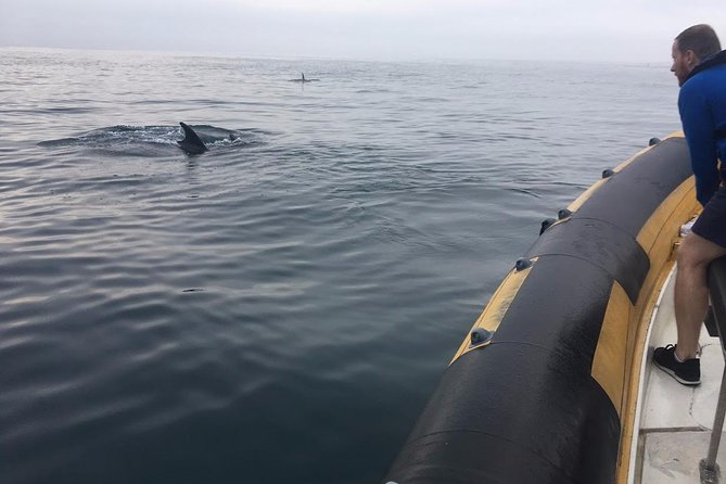 Dolphin Route - The Run Toward Meia Via and Berlenga