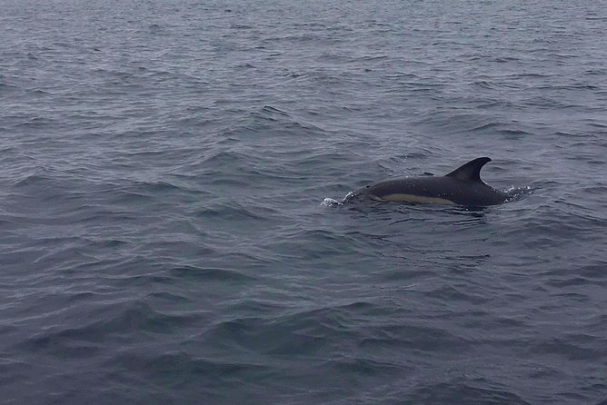 Dolphin Route - What You Are Really Paying $54.22 For