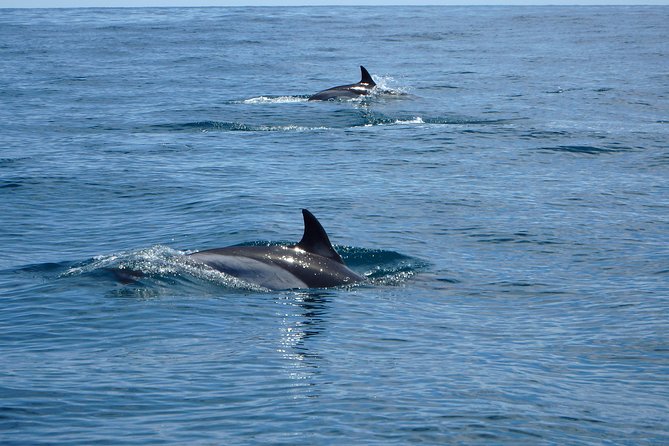Dolphin Route - The Wild Dolphin Question