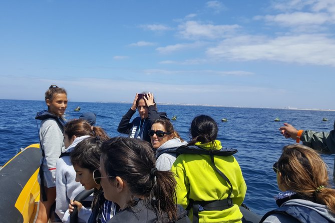 Dolphin Route - Weather, Delays, and Sea Conditions