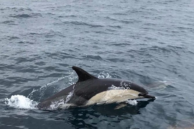 Dolphin Route - Who Will Enjoy This Small Boat Trip?