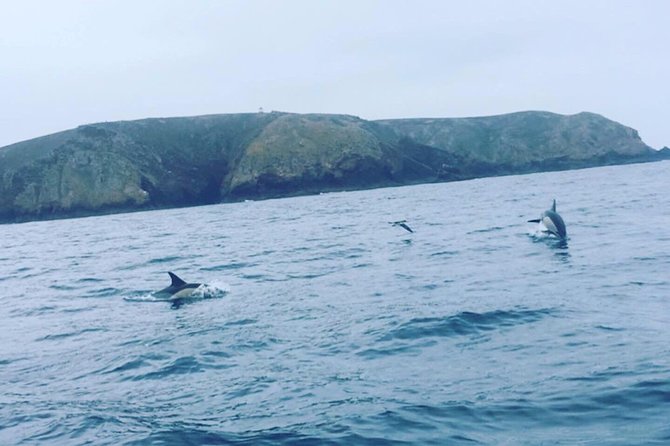 Dolphin Route - Cabo Carvoeiro’s Caves and Rock Formations