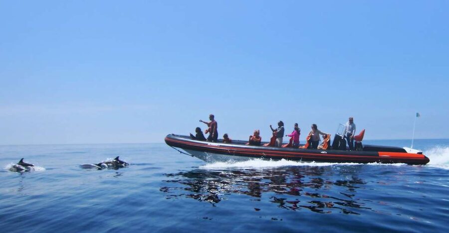 Dolphin Safari and Cave Tour in Vilamoura - Quick points to know before you go