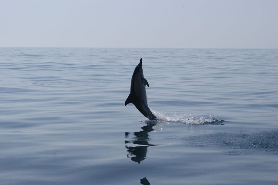 Dolphin Safari and Cave Tour in Vilamoura - Dolphin watching without false promises