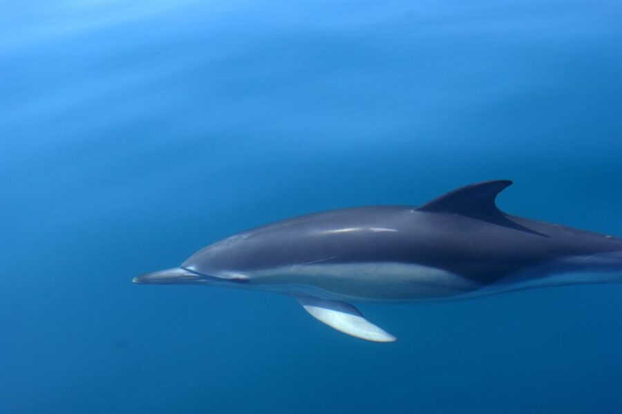Dolphin Safari and Cave Tour in Vilamoura - What the boat ride feels like