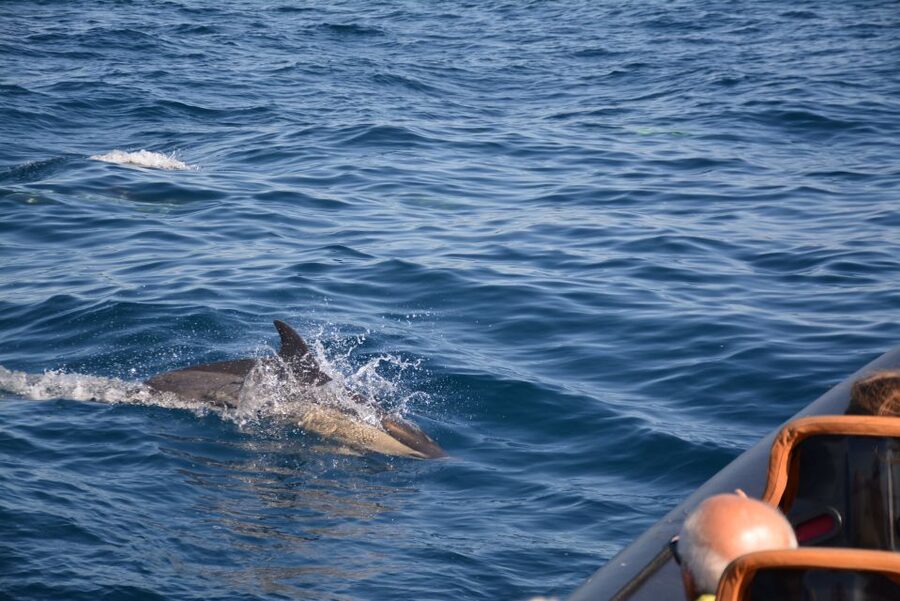 Dolphin Safari and Cave Tour in Vilamoura - The best time and the right clothing