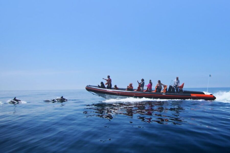 Dolphin Safari and Cave Tour in Vilamoura - The first stretch: a fast ride into open water