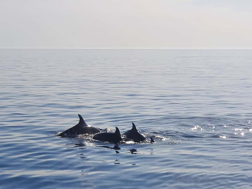 Dolphin Safari Boat Trip from Marina Funtana - Key points at a glance