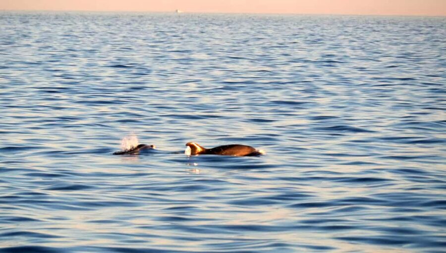 Dolphin Safari Boat Trip from Marina Funtana - Dolphin watching: wonderful when nature cooperates