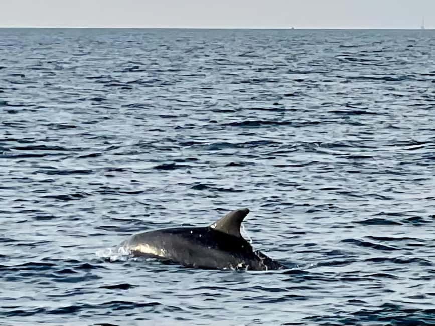 Dolphin Safari Boat Trip from Marina Funtana - Is $35 good value?
