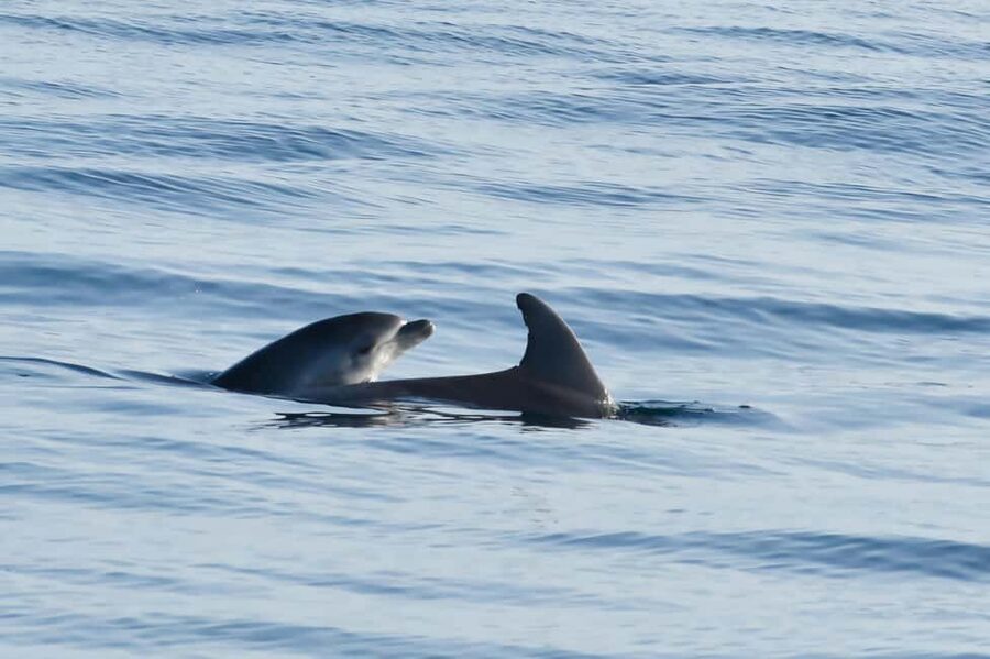 Dolphin Safari Boat Trip from Marina Funtana - Cruising between Funtana and the Vrsar islands